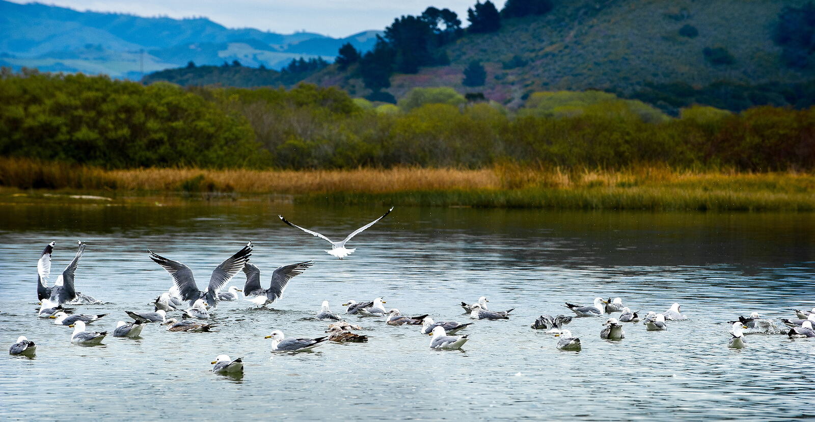 Gulls on the water at the Carmel River