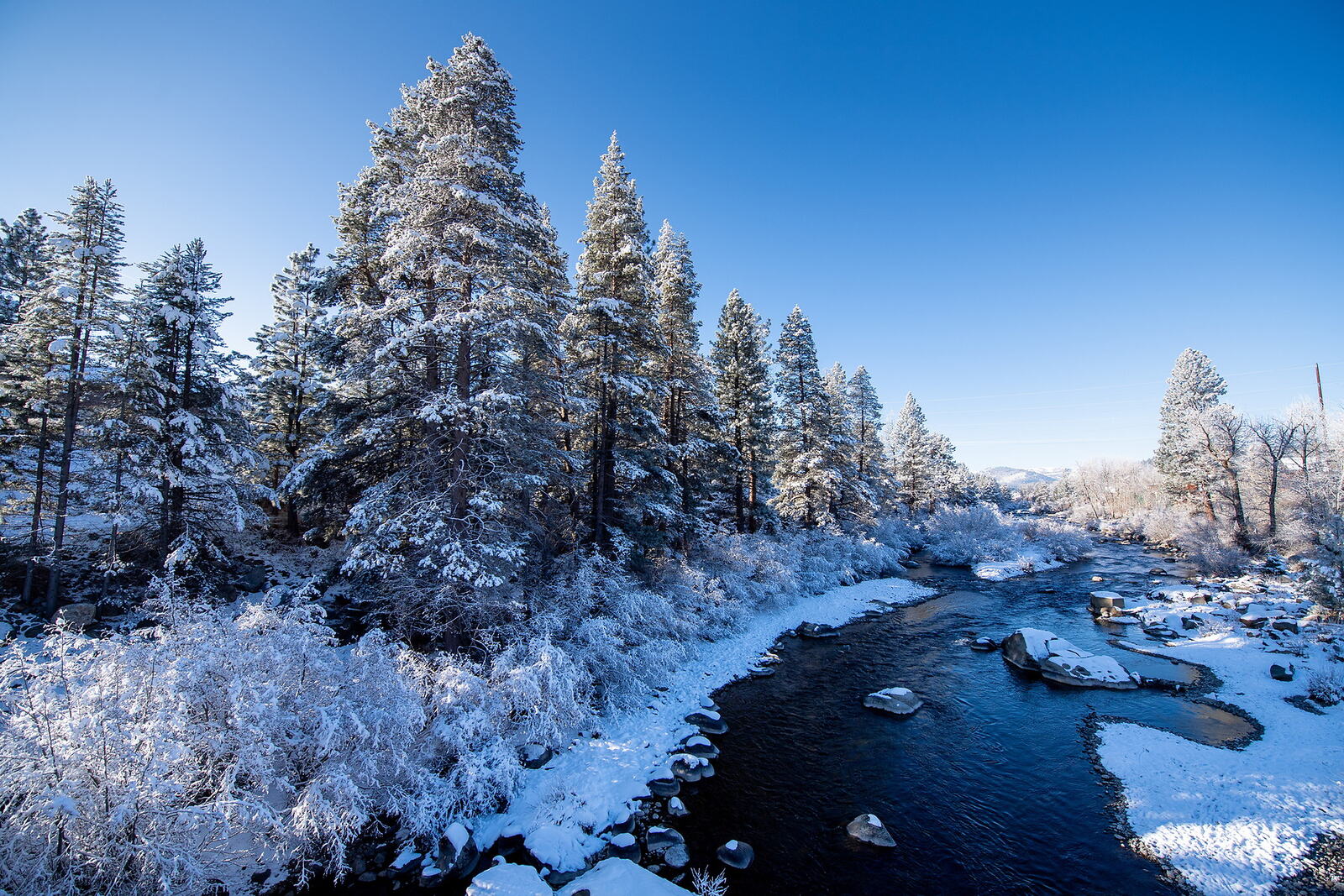 Snow-covered trees along a river near Truckee