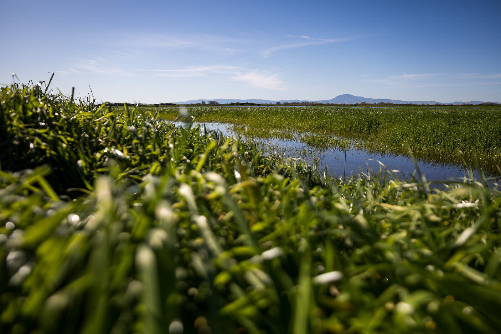 Wetland grasses beside open water